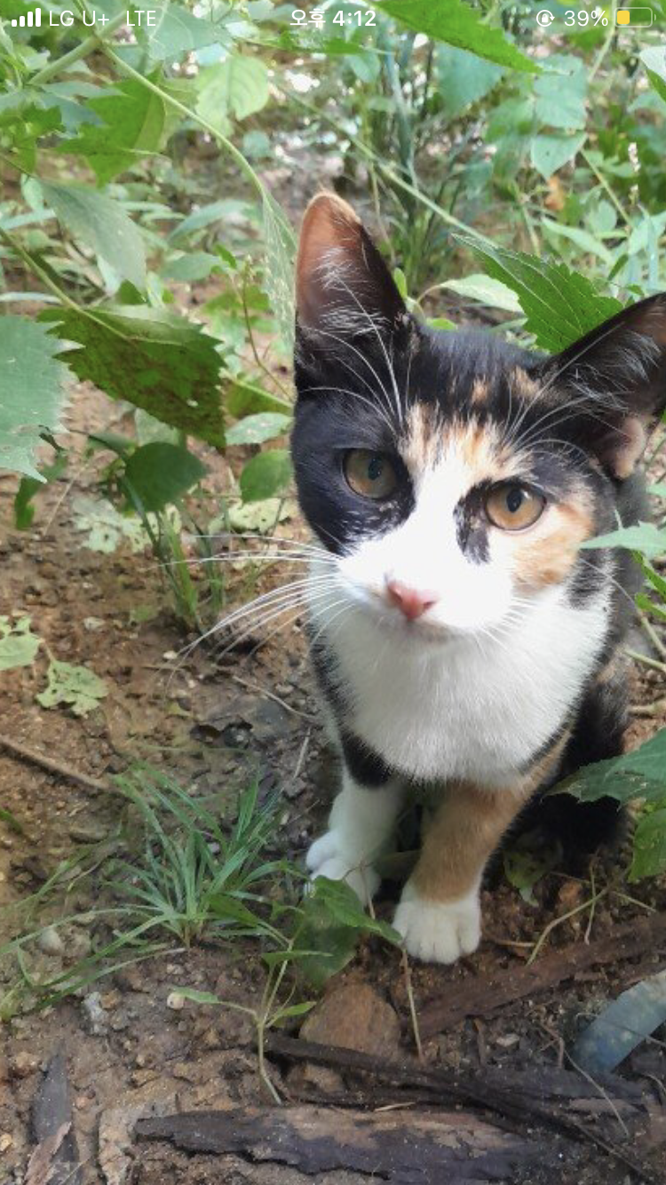 나는 어떤 고양이??