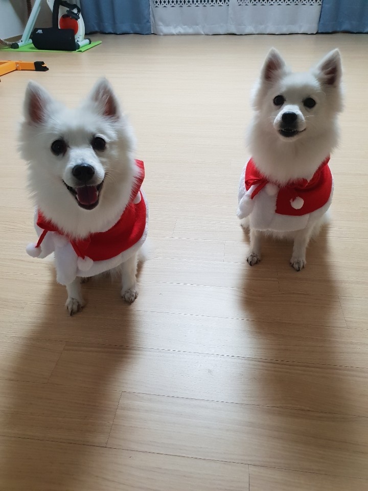 땅콩이 테스트