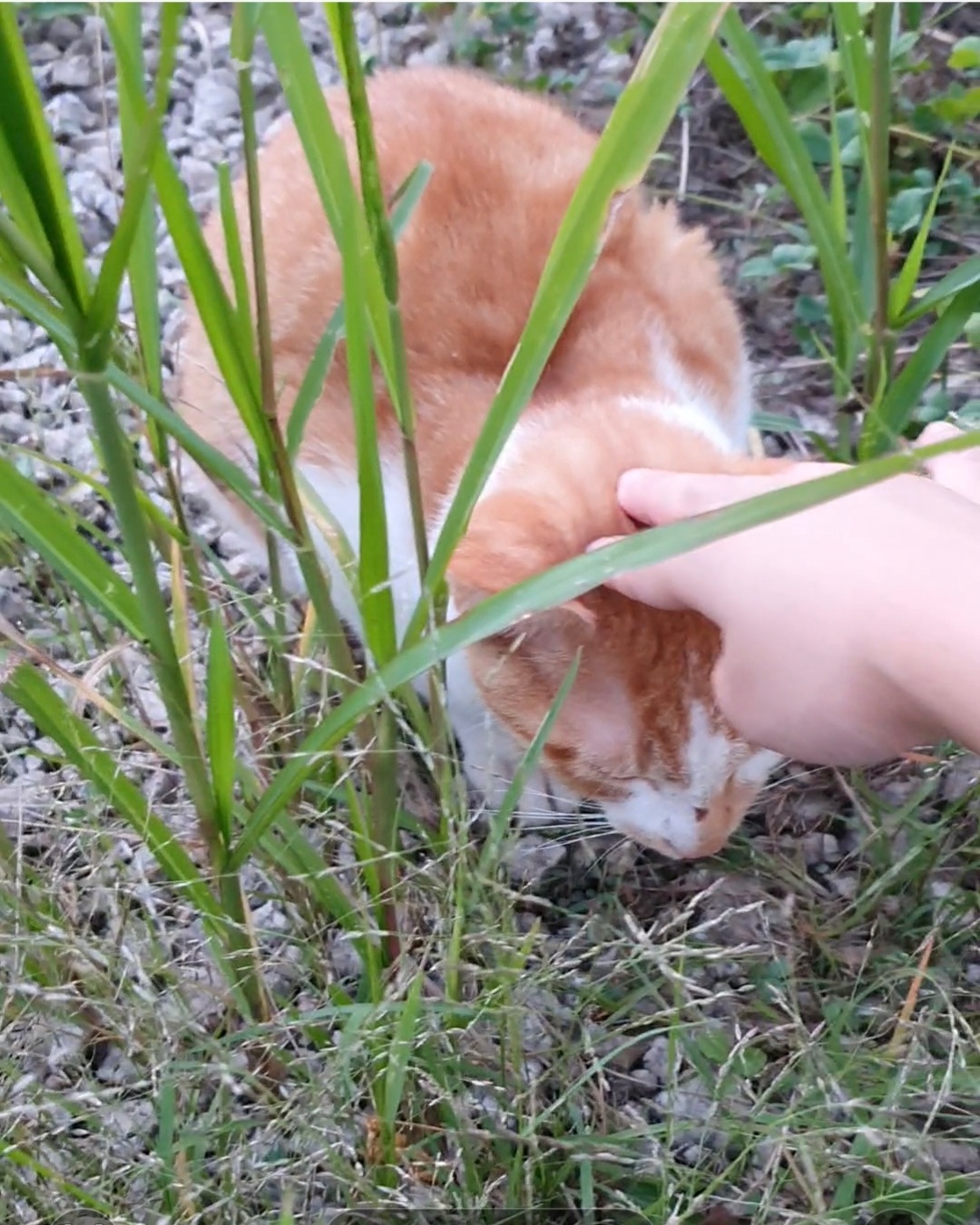 나만의 냥냥이 테스트
